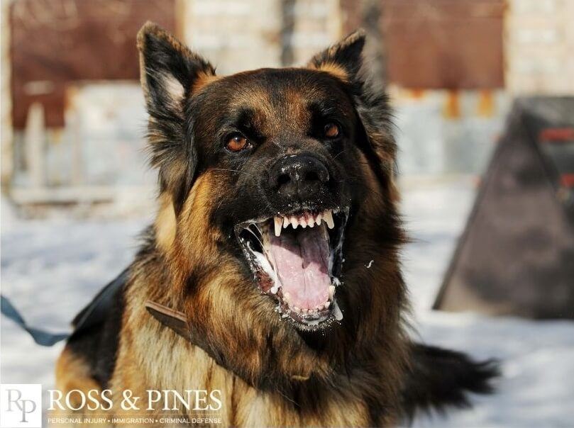 Dog growling and showing his teeth